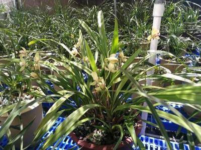 初秋養(yǎng)花要謹(jǐn)慎，掌握這5點(diǎn)，滿屋都是蘭花香！